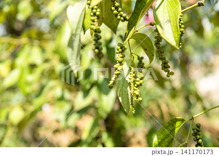 Close-up shot of fresh organic green peppercorns hanging on a pepper vine in a plantation. 141170173