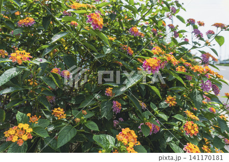 Vibrant pink and orange Lantana Camara flowers blooming in a lush green bush under natural sunlight Vibrant pink and orange Lantana Camara flowers blooming in a lush green bush under natural sunlight 141170181