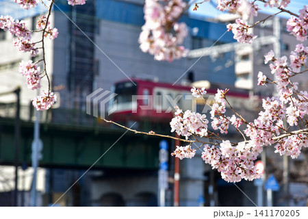 青空と満開の桜に映える赤い電車の春爛漫な風景 141170205