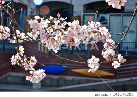 大岡川の川辺に優しく咲き誇る満開の桜と春の街並み 大岡川の川辺に優しく咲き誇る満開の桜と春の街並み 141170206