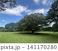 初夏の木々 141170280