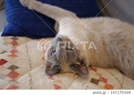 家でくつろぐロシアンブルー 141170309