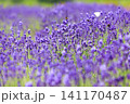北海道上富良野町、ハーブの女王と呼ばれる満開のラベンダー【7月】 141170487