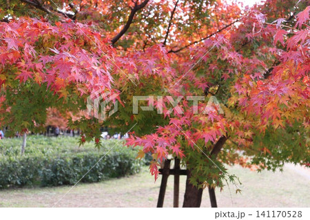 大阪城公園の秋の風景 大阪城公園の秋の風景 141170528