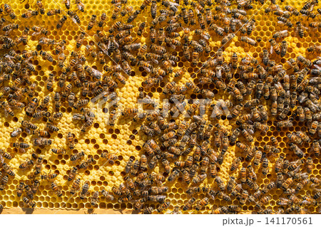 Honey bees working on a yellow honeycomb frame inside a commercial wooden beehive structure 141170561