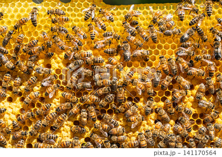 Honey Bees Working on Yellow Honeycomb Frame in Apiary for Natural Organic Honey Production 141170564