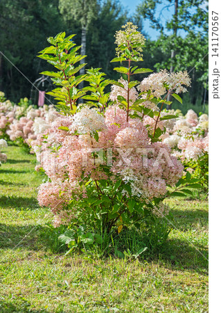 Beautiful Hydrangea Paniculata Bush with Pink and White Flowers Growing in a Sunny Garden Beautiful Hydrangea Paniculata Bush with Pink and White Flowers Growing in a Sunny Garden 141170567