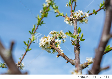 White plum blossoms blooming on tree branches against a clear blue sky in early spring season White plum blossoms blooming on tree branches against a clear blue sky in early spring season 141170614