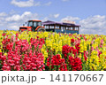 北海道上富良野町、カラフルなスナップ（キンギョソウ）とトラクターバス【7月】 141170667