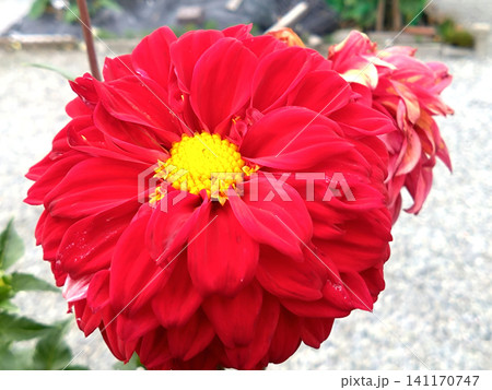 鮮やかな赤いダリアの花を大きく捉えたクローズアップ 鮮やかな赤いダリアの花を大きく捉えたクローズアップ 141170747