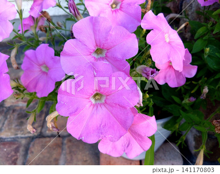 やさしいピンク色に咲くペチュニアの花のクローズアップ 141170803