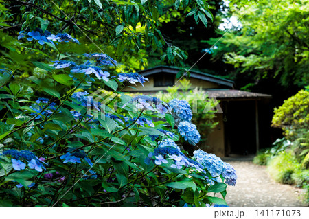 梅雨空に色彩鮮やかに咲き誇るアジサイの花 梅雨空に色彩鮮やかに咲き誇るアジサイの花 141171073