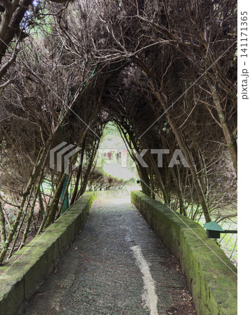 Walking path through trees in a garden with arching branches Walking path through trees in a garden with arching branches 141171365