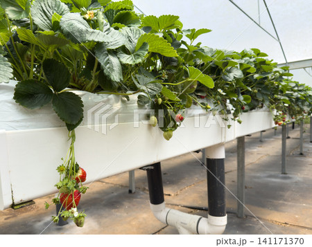 Strawberry plants grow in a greenhouse during the day in early summer Strawberry plants grow in a greenhouse during the day in early summer 141171370