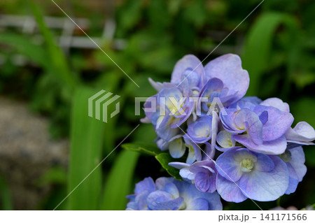 青い紫陽花 141171566
