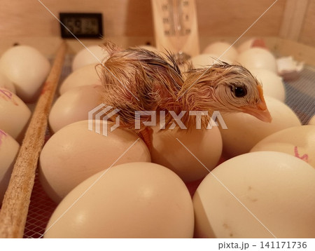 Baby Chick standing on Unhatched Eggs Inside Wooden Poultry Hatchery Baby Chick standing on Unhatched Eggs Inside Wooden Poultry Hatchery 141171736