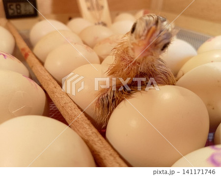 Cute Newborn Chick Standing on Chicken Eggs Looking at Camera Inside Hatchery Cute Newborn Chick Standing on Chicken Eggs Looking at Camera Inside Hatchery 141171746