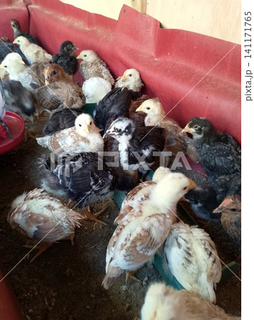 Close Up of Colorful Baby Chicks Eating Feed from Long Plastic Trough in Brooder Close Up of Colorful Baby Chicks Eating Feed from Long Plastic Trough in Brooder 141171765