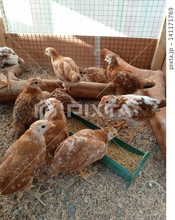 Close Up of Young Brown Chickens Eating Feed From Green Trough inside Wooden Close Up of Young Brown Chickens Eating Feed From Green Trough inside Wooden 141171769