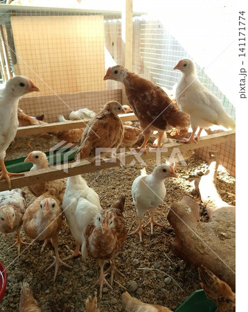 Flock of Young Mixed Breed Chickens on Wood Shavings Inside Coop 141171774