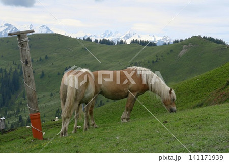 オーストリアンアルプスの草原で草を食べる馬 オーストリアンアルプスの草原で草を食べる馬 141171939