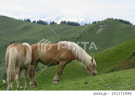オーストリアンアルプスの草原で草を食べる馬 オーストリアンアルプスの草原で草を食べる馬 141171940