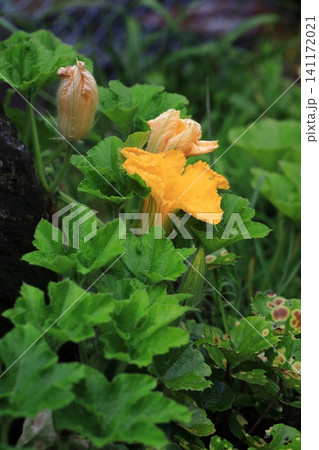 カボチャの花 カボチャの花 141172021