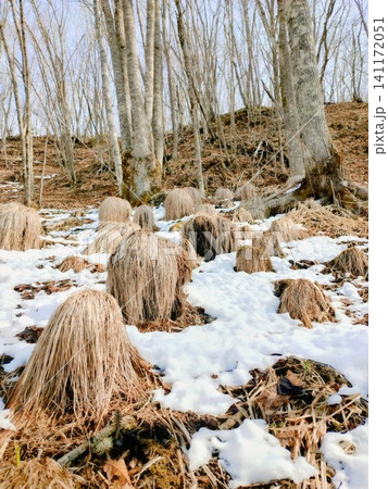 3月の雪解けが進む釧路湿原の地面とヤチボウズの景色 3月の雪解けが進む釧路湿原の地面とヤチボウズの景色 141172051