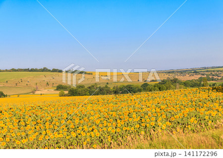 Summer landscape with sunflower fields, hills and blue sky Summer landscape with sunflower fields, hills and blue sky 141172296