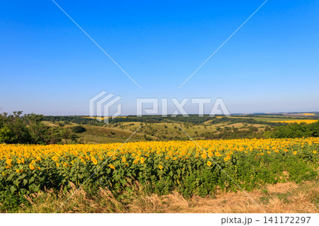 Summer landscape with sunflower fields, hills and blue sky Summer landscape with sunflower fields, hills and blue sky 141172297