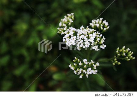 鋸草の白い花 鋸草の白い花 141172387
