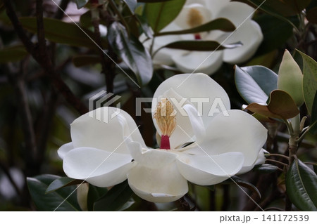 白い花びらのタイサンボクの花のアップの風景 白い花びらのタイサンボクの花のアップの風景 141172539