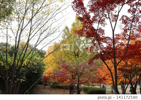 大阪城公園の秋の風景 大阪城公園の秋の風景 141172580