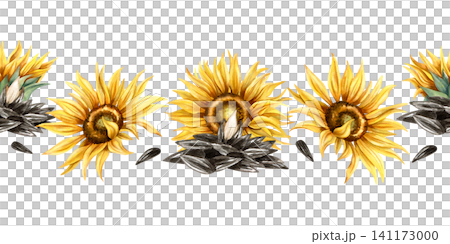 Watercolor seeds and sunflower flowers seamless border. Pile of black seeds with open kernel Isolated on white background. Hand drawn repeat illustration for snack packaging, label, oil production Watercolor seeds and sunflower flowers seamless border. Pile of black seeds with open kernel Isolated on white background. Hand drawn repeat illustration for snack packaging, label, oil production 141173000