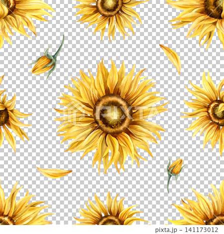 Sunflower watercolor pattern background. Blooming Yellow flowers seamless repeat ornate. Hand painted botanical isolated floral illustration with bud. For textile, packaging design, wrapping paper Sunflower watercolor pattern background. Blooming Yellow flowers seamless repeat ornate. Hand painted botanical isolated floral illustration with bud. For textile, packaging design, wrapping paper 141173012