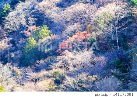 【神奈川県】朝日に輝く冬木立 141173091