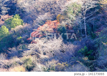 【神奈川県】イイギリの赤い実と山斜面の冬木立 【神奈川県】イイギリの赤い実と山斜面の冬木立 141173093
