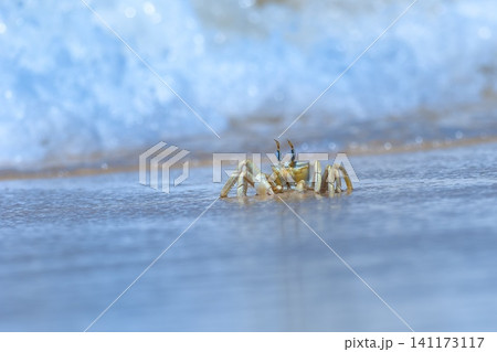 Shallow focus of a Tufted ghost crab (Ocypode cursor) on a sandy beach - Boa Vista, Cape Verde. Shallow focus of a Tufted ghost crab (Ocypode cursor) on a sandy beach - Boa Vista, Cape Verde. 141173117