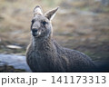 雨の中で一点を見つめるグレーカンガルー 雨の中で一点を見つめるグレーカンガルー 141173313