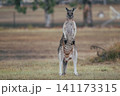 ファイティングポーズをとるグレーカンガルー ファイティングポーズをとるグレーカンガルー 141173315
