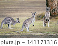 野原でくつろぐグレーカンガルーたち 野原でくつろぐグレーカンガルーたち 141173316