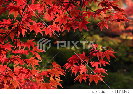 紅葉したモミジ 紅葉したモミジ 141173367