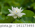 白い蓮の花 141173493
