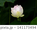 蓮の花のある風景 141173494