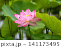 蓮の花のある風景 141173495