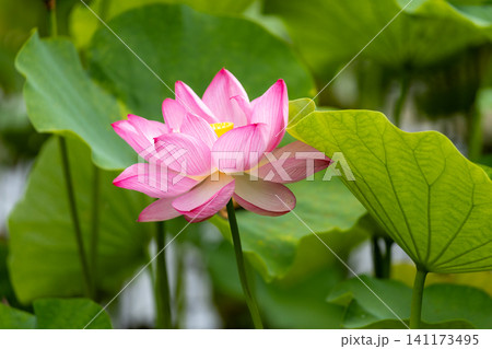 蓮の花のある風景 141173495