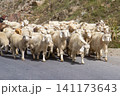 Herd of sheep and goats 141173643