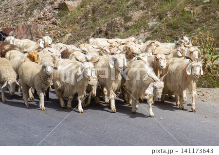Herd of sheep and goats Herd of sheep and goats 141173643