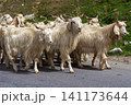 Herd of Angora goats 141173644