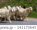 Herd of Angora goats 141173645